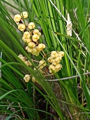 Lomandra brevis