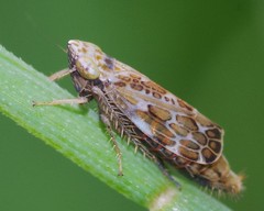 Errastunus ocellaris