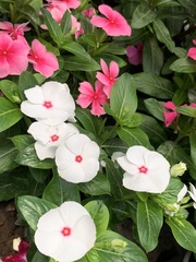 Catharanthus roseus
