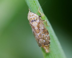 Errastunus ocellaris