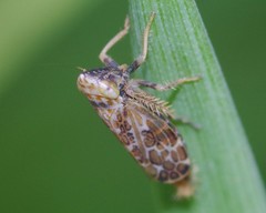 Errastunus ocellaris