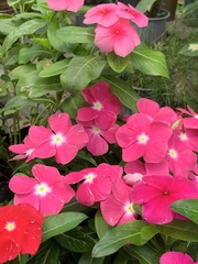 Catharanthus roseus