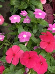 Catharanthus roseus