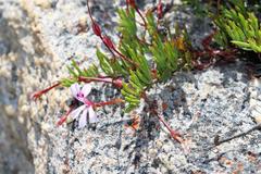Pelargonium laevigatum laevigatum