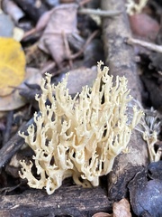 Ramaria decurrens