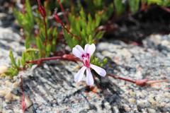 Pelargonium laevigatum laevigatum