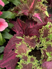 Coleus