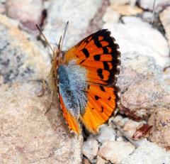 Chrysoritis pyramus pyramus
