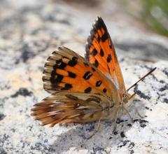 Chrysoritis pyramus pyramus