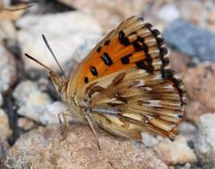 Chrysoritis pyramus pyramus