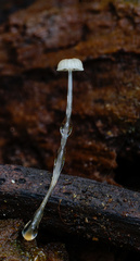 Roridomyces appendiculatus