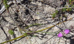 Polygala wittebergensis
