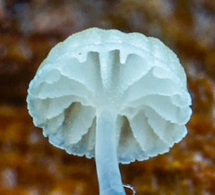 Roridomyces appendiculatus