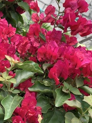 Bougainvillea