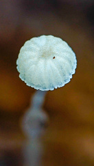 Roridomyces appendiculatus