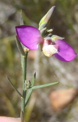 Polygala wittebergensis