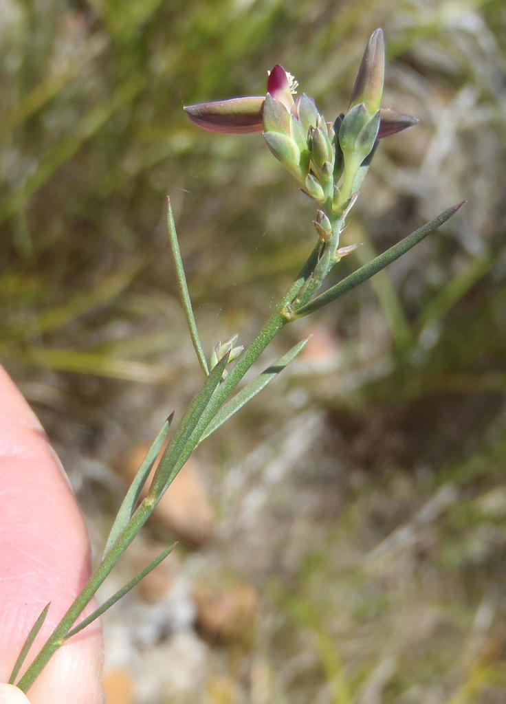 Rock Falsepea (Polygala wittebergensis) - Botanical Realm