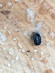 Adomerus biguttatus