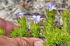 Prismatocarpus spinosus