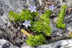 Prismatocarpus spinosus