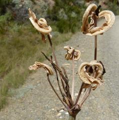 Cyrtanthus angustifolius