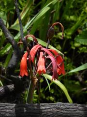 Cyrtanthus angustifolius