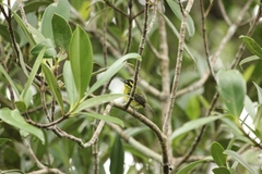 Todirostrum chrysocrotaphum