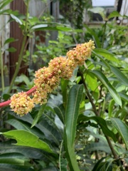 Mangifera indica