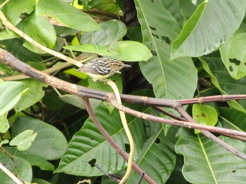 Pygmy Antwren (Myrmotherula brachyura), photo 7