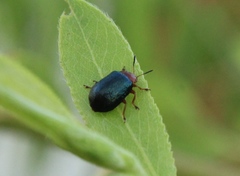 Plagiodera arizonae