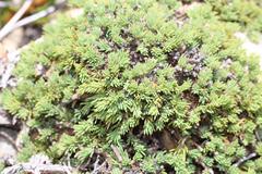 Aspalathus rigidifolia