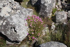 Lampranthus falciformis