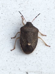 Holcostethus limbolarius