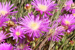 Lampranthus falciformis
