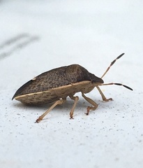 Holcostethus limbolarius