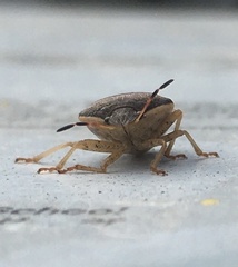 Holcostethus limbolarius