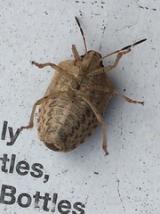 Holcostethus limbolarius