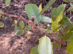 Quercus wislizeni