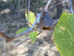 Quercus wislizeni