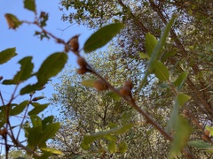 Quercus wislizeni