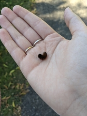 Pyrrharctia isabella