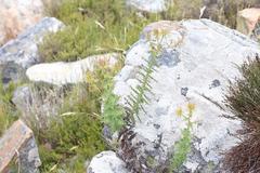 Berkheya cruciata cruciata