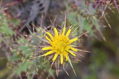 Berkheya cruciata cruciata
