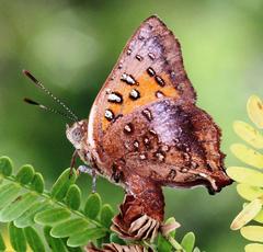 Axiocerses croesus