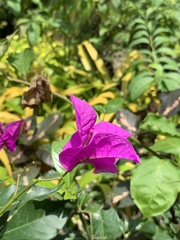 Bougainvillea
