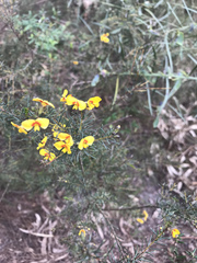 Dillwynia juniperina
