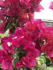 Bougainvillea