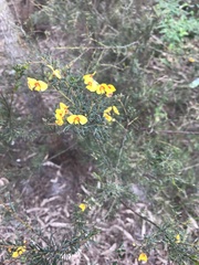 Dillwynia juniperina