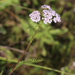 Achillea asiatica