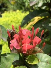 Ixora